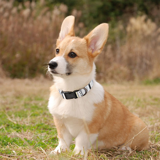 Wehao Dog Collar Elegable Nylon Dureny Nylon cómodo diseño ajustable